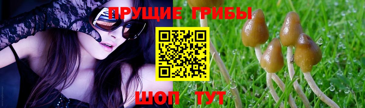 Псилоцибиновые грибы Psilocybe Кубинка